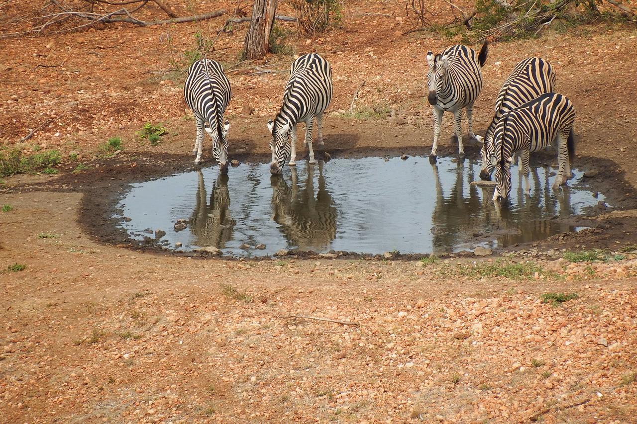Villa Ndzuti Safari Camp à Réserve de Balule Extérieur photo